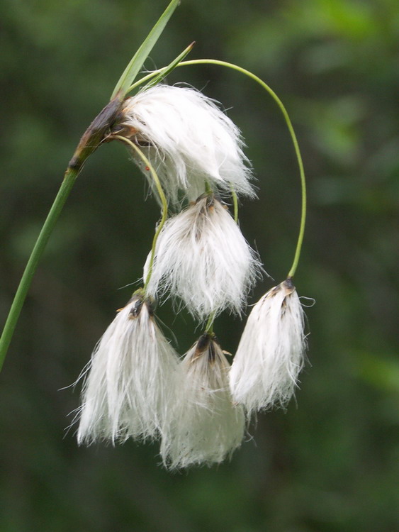 Изображение особи Eriophorum latifolium.