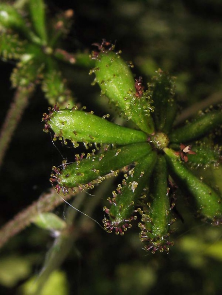 Изображение особи Adenocaulon adhaerescens.