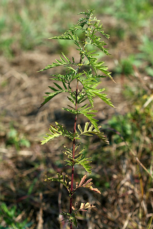 Image of Lycopus exaltatus specimen.