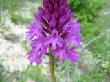 Anacamptis pyramidalis