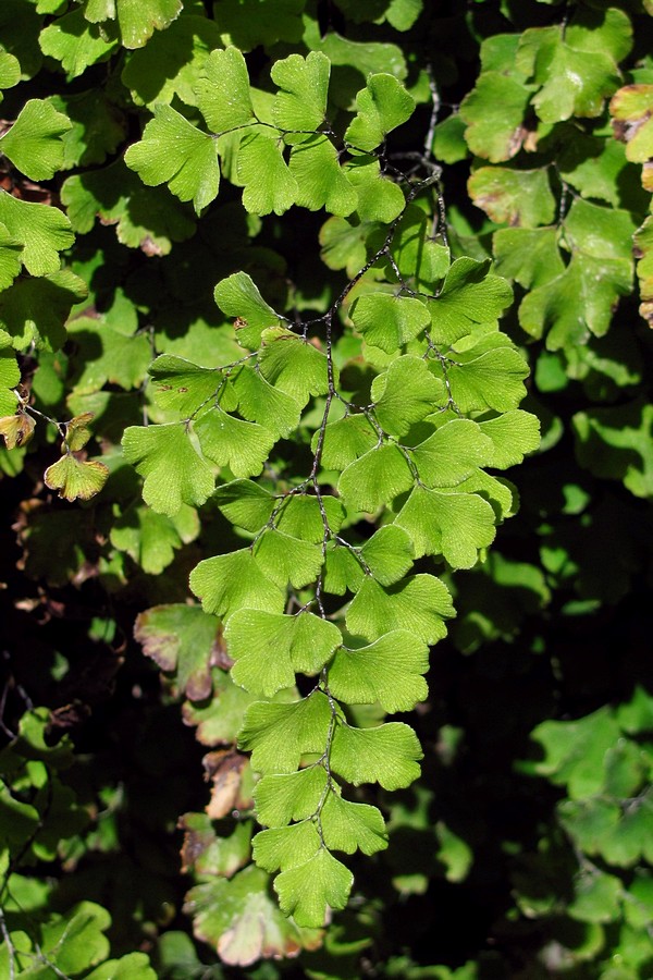 Изображение особи Adiantum capillus-veneris.