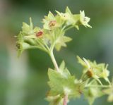 Alchemilla murbeckiana. Часть соцветия. Мурманская обл., Восточный Мурман, окр. пос. Дальние Зеленцы, луговина на северном склоне сопки у начала дороги на Порчниху. 03.08.2010.