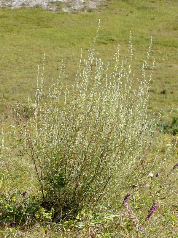 Изображение особи Artemisia marschalliana.