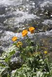 Trollius altaicus