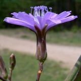 Lactuca tatarica