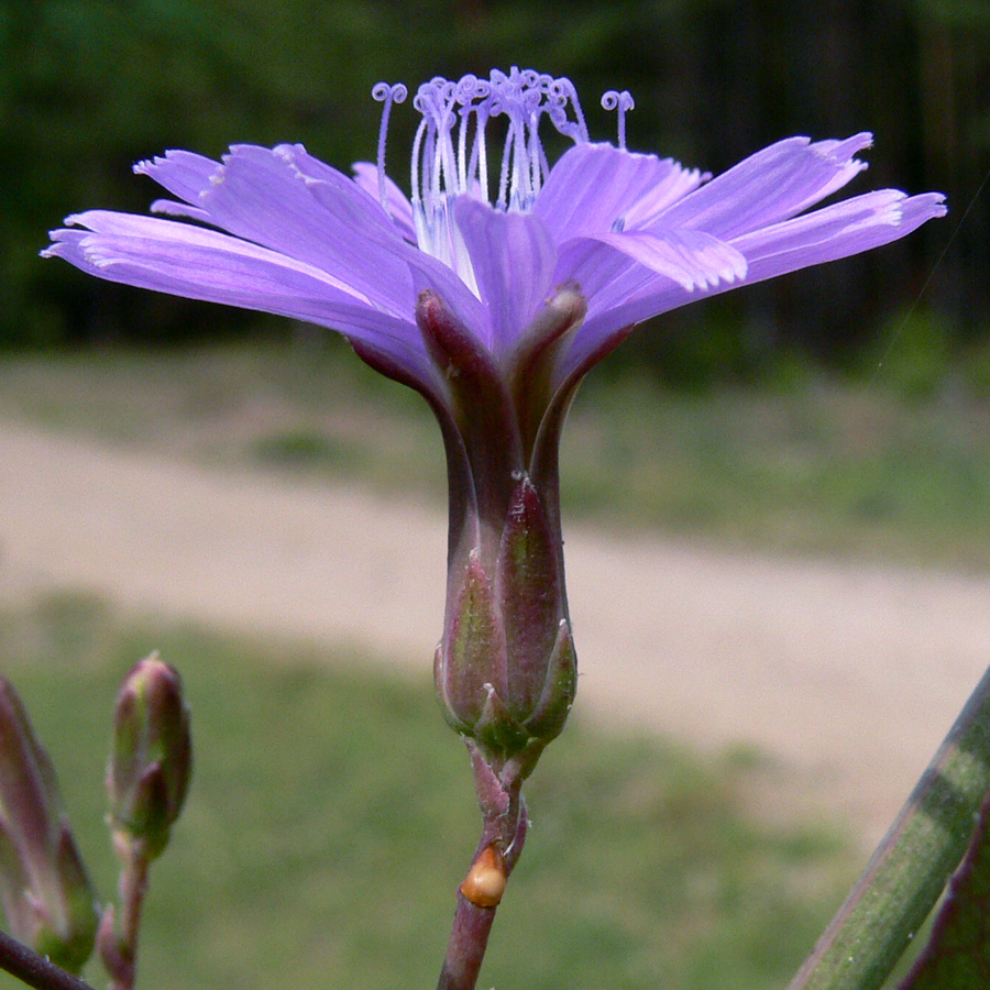 Image of Lactuca tatarica specimen.