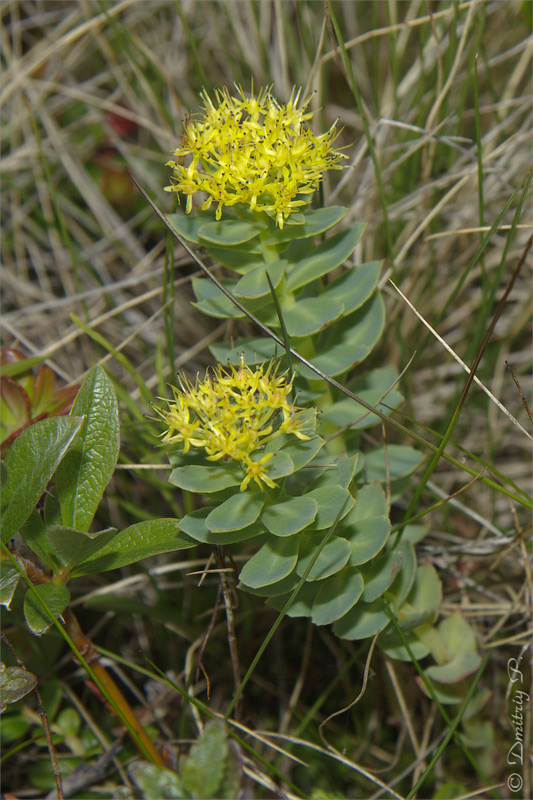 Image of Rhodiola rosea specimen.