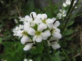 Arabis alpina