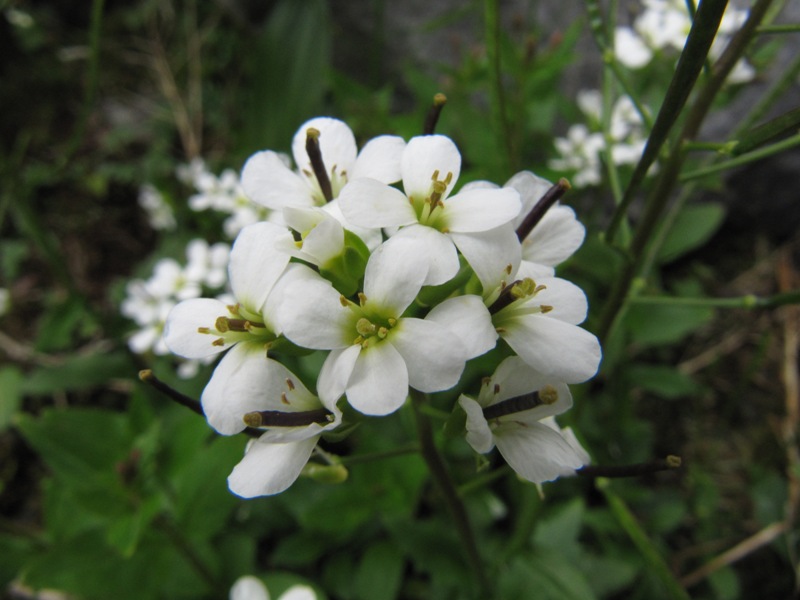 Изображение особи Arabis alpina.