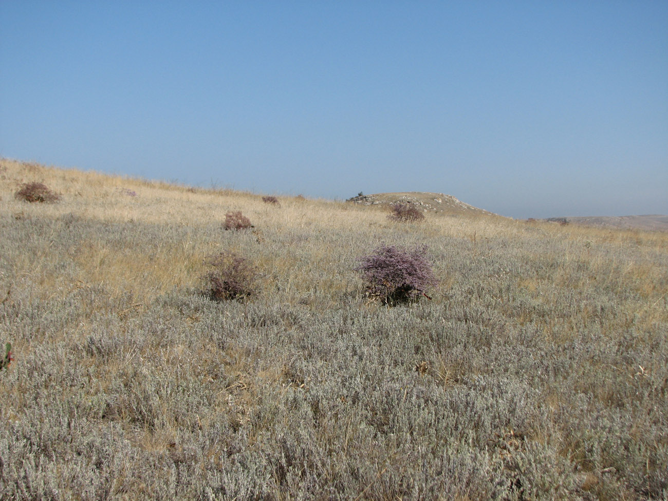 Image of genus Limonium specimen.