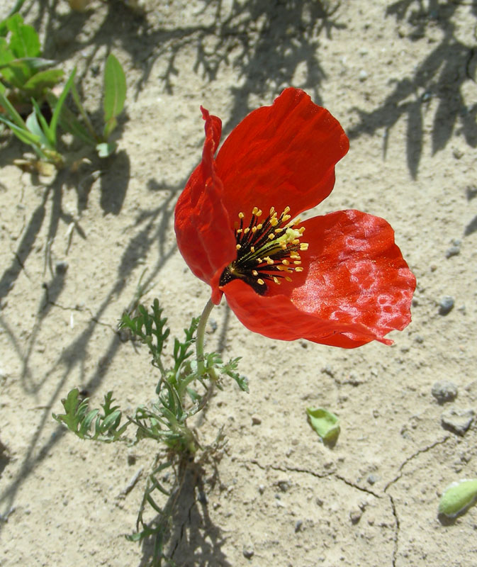 Image of Roemeria refracta specimen.