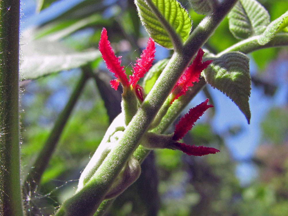 Image of Juglans ailanthifolia var. cordiformis specimen.