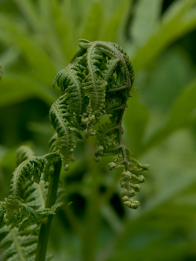 Изображение особи Lunathyrium pterorachis.