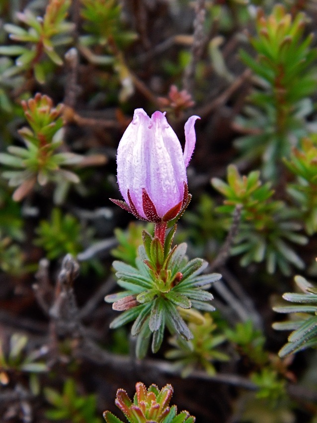 Изображение особи Phyllodoce caerulea.