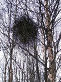 genus Betula. \"Ведьмина метла\" на растении. Мурманск, ул. Шмидта, возле здания МГТУ. 20.03.2012.