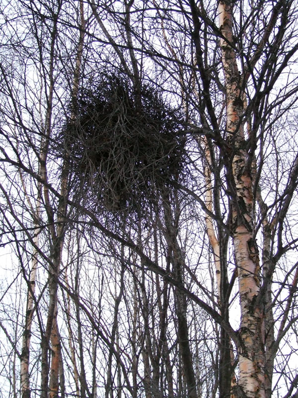 Изображение особи род Betula.