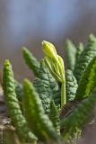 Primula macrocalyx. Расцветающее растение. Ставропольский край, КМВ, окр. г. Пятигорск. 01.04.2012.