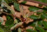 Hedysarum spinosissimum. Соплодие. Израиль, западный Негев, мнжду киббуцами Цаалим и Гвулот. 27.02.2014.