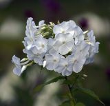 Phlox paniculata. Соцветие. Московская обл., дачный участок. 22.07.2007.