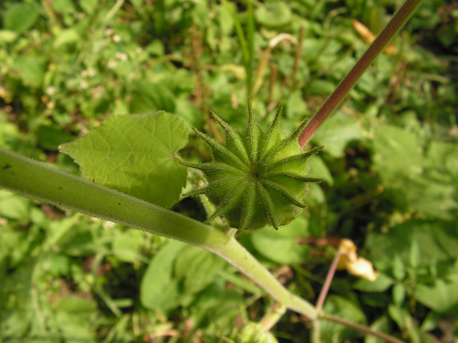 Image of Abutilon theophrasti specimen.