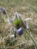 Pulsatilla taurica. Завязавшийся плод, окружённый увядающими лепестками. Крым, Ялтинская яйла. 30 апреля 2012 г.