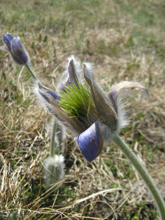 Изображение особи Pulsatilla taurica.