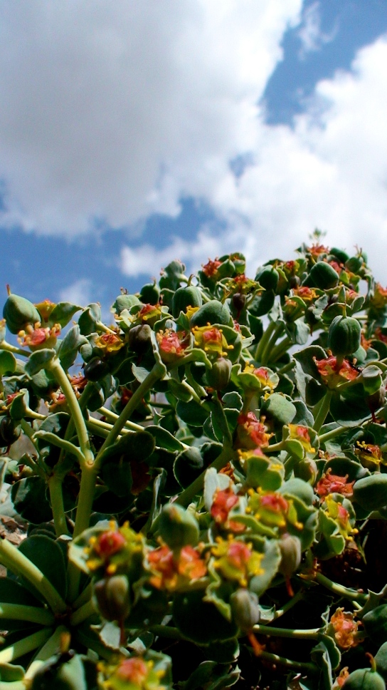 Изображение особи Euphorbia marschalliana.