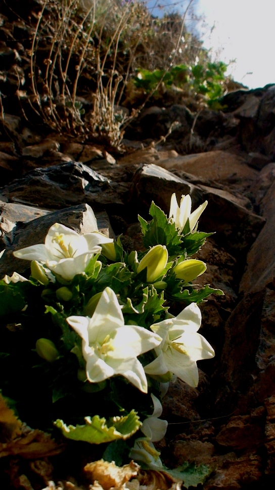 Изображение особи Campanula crispa.