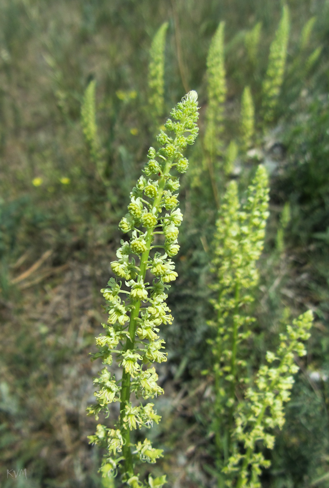 Image of Reseda lutea specimen.