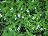 Moehringia lateriflora. Цветущие растения. Приморский край, г. Находка. 10.06.2012.