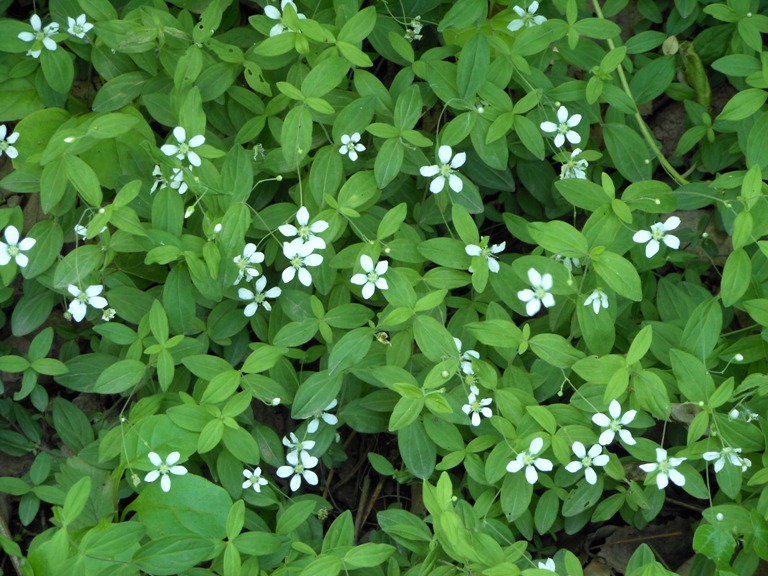 Image of Moehringia lateriflora specimen.