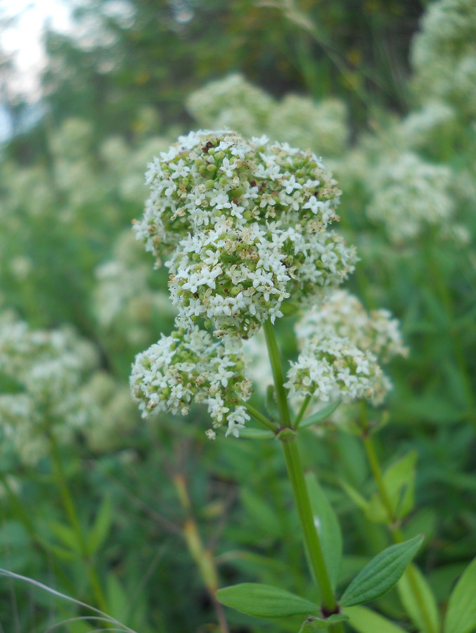Изображение особи Galium rubioides.