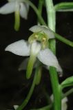 Platanthera chlorantha. Цветок. Крым, Белогорский р-н, окр. с. Земляничное. 23 июня 2012 г.