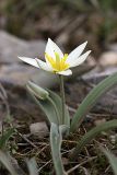 Tulipa bifloriformis. Цветущее растение. Южный Казахстан, вершина 797.3 0.5 км западнее шоссе Корниловка-Пестели. 31.03.2012.