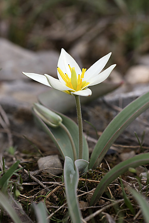 Изображение особи Tulipa bifloriformis.