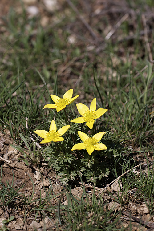 Image of Anemone gortschakowii specimen.