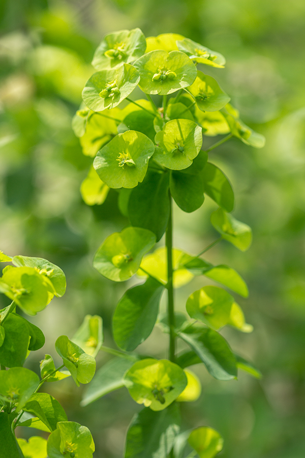 Image of Euphorbia amygdaloides specimen.