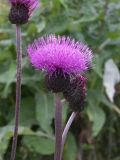 Cirsium dealbatum. Соцветия. Кабардино-Балкария, Зольский р-н, долина Джилы-Су. 27.07.2012.