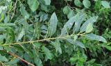 род Salix. Верхушка побега. Архангельская обл., Вельский р-н, окр. пос. Усть-Шоноша. 14.08.2012.