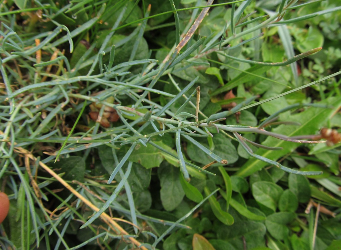 Image of Reseda glauca specimen.