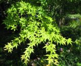 Acer palmatum. Ветвь. Австрия, Вена, парк Ратхаус. 10.09.2012.