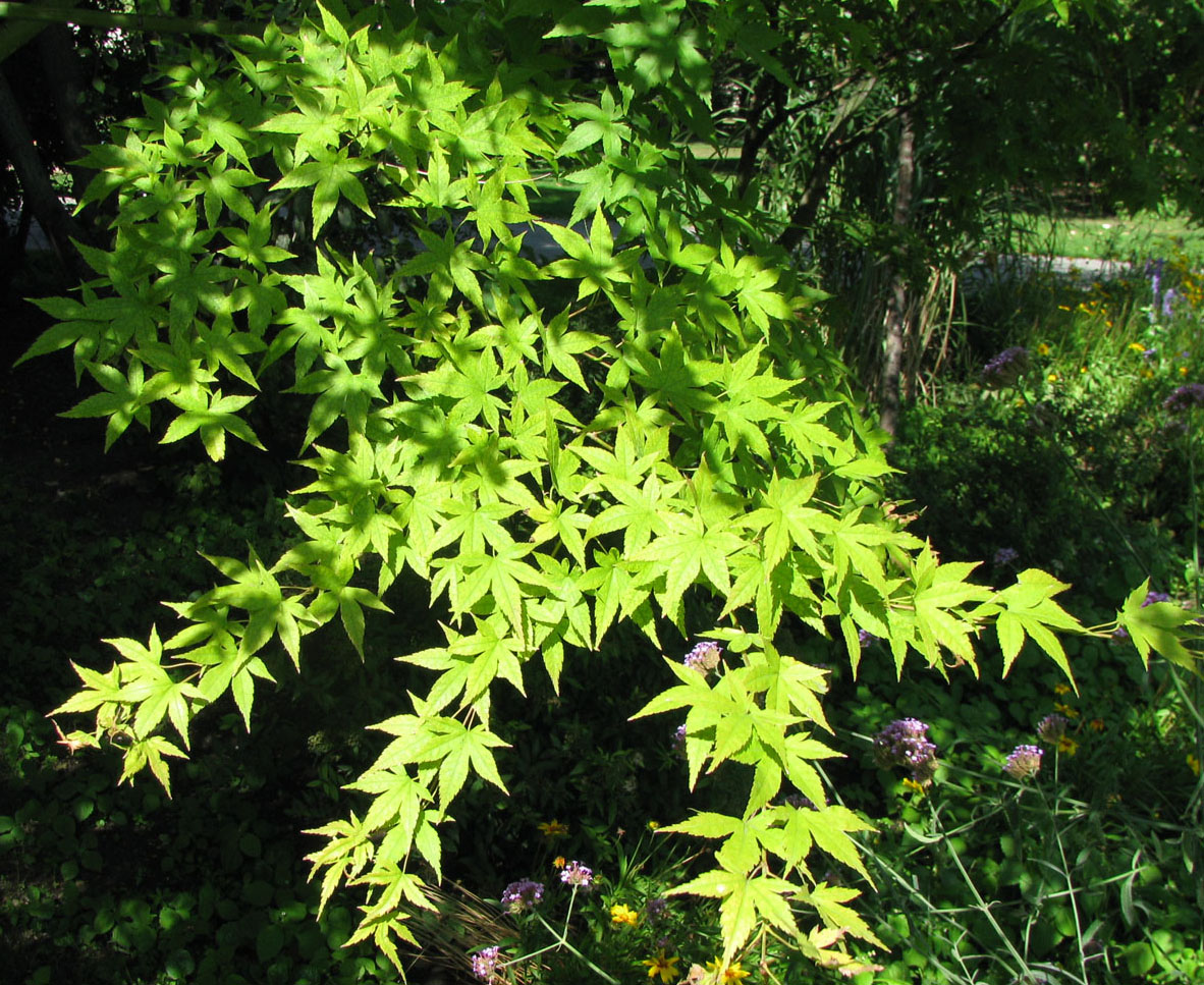 Image of Acer palmatum specimen.