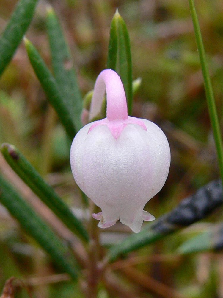 Изображение особи Andromeda polifolia.