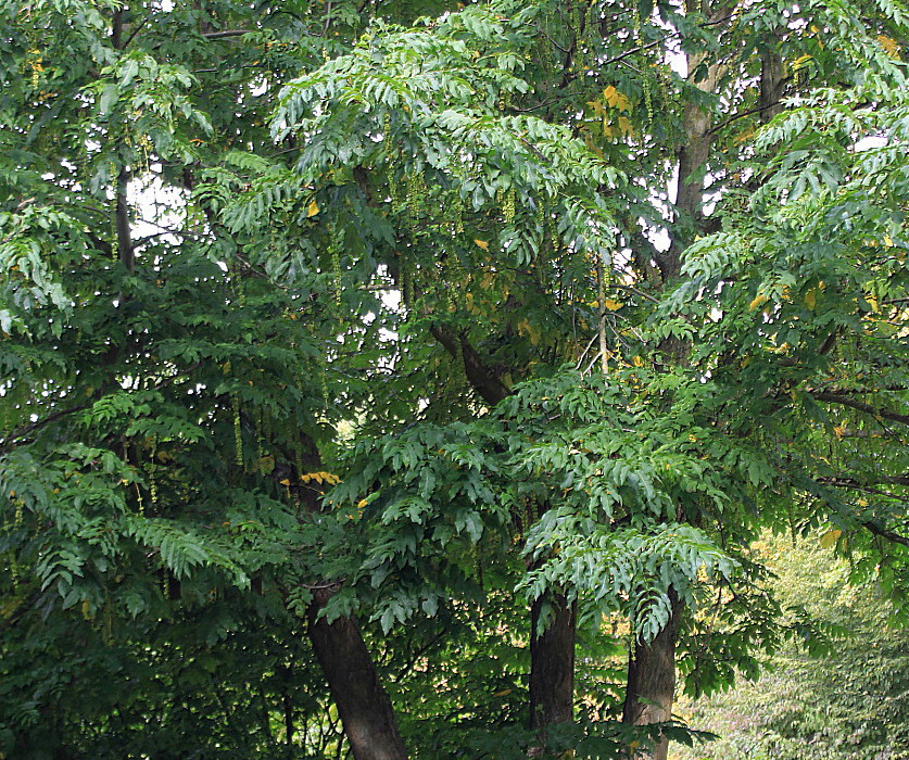 Image of Pterocarya fraxinifolia specimen.