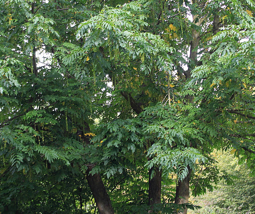 Image of Pterocarya fraxinifolia specimen.