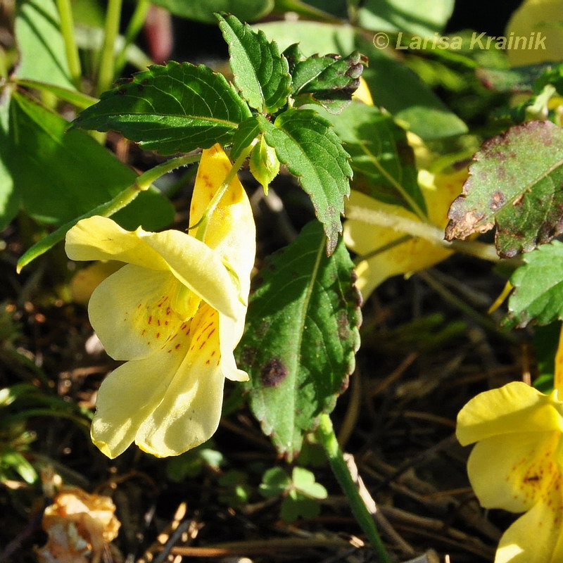 Image of Impatiens scabrida specimen.