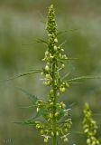 Cannabis sativa var. spontanea