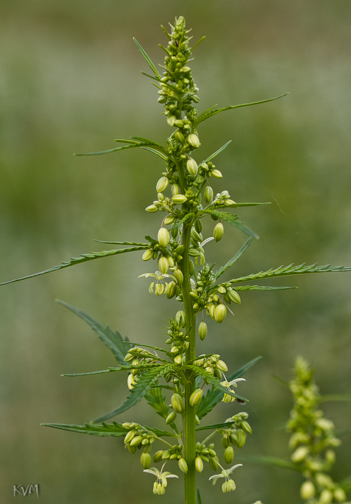 Image of Cannabis sativa var. spontanea specimen.