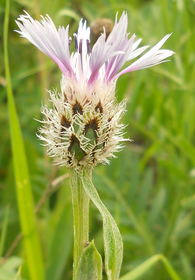 Изображение особи род Centaurea.