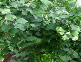 Ginkgo biloba